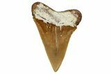Fossil Mako Shark Tooth - Dakhla, Morocco #353026-1